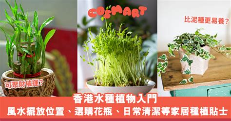 水種植物招財|水種植物風水｜香港水種植物入門！風水擺放位置/換 